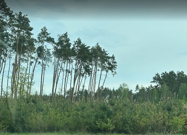 Young trees growing beneath tall pines