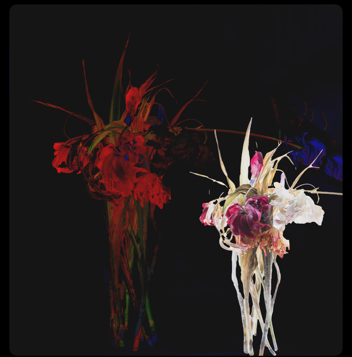 Abstract floral artwork against black